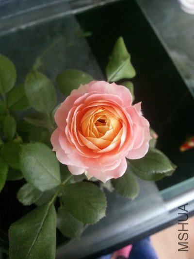 20130523_121211.jpg