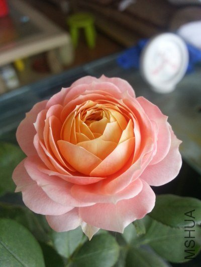 20130523_121243.jpg