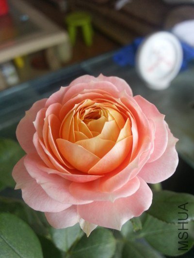 20130523_121244.jpg