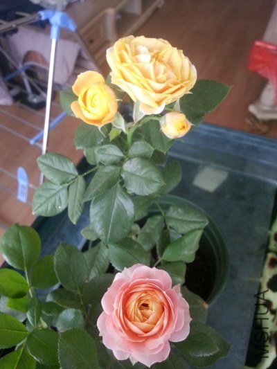 20130523_124234.jpg
