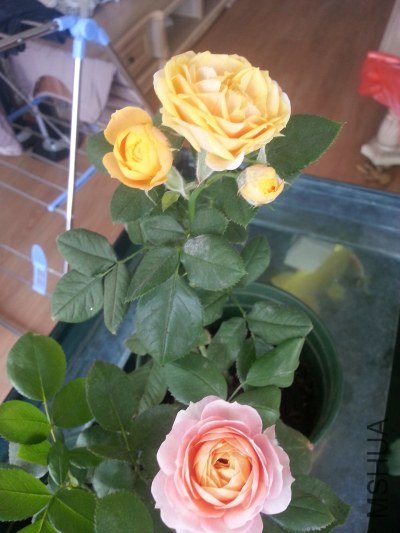 20130523_124241.jpg