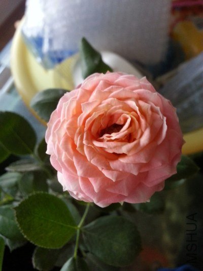 20130524_182357.jpg