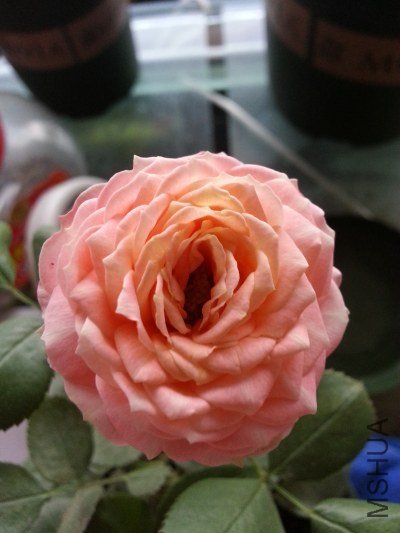 20130524_182429.jpg