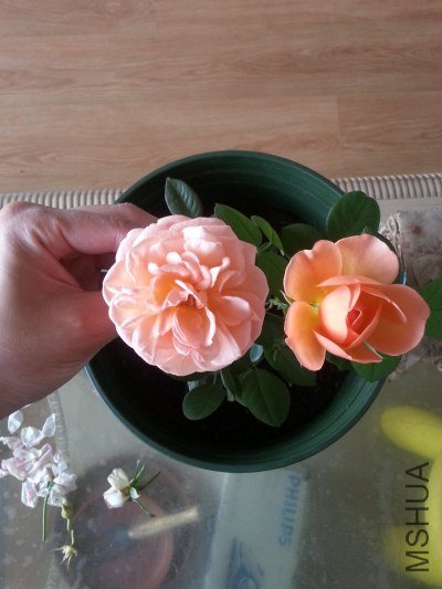 20130514_124728_�༭.jpg