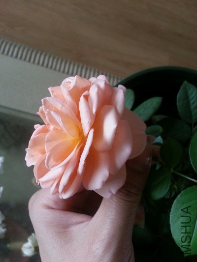 20130514_124753_�༭.jpg