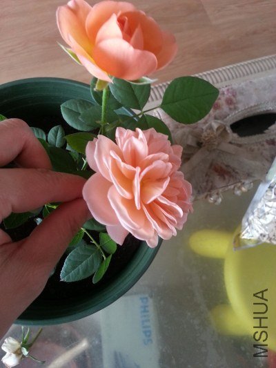 20130514_124802_�༭.jpg