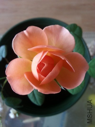 20130514_124819_�༭.jpg