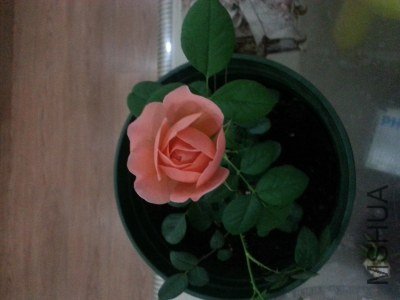 20130514_205351_�༭.jpg