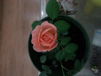 20130514_205354_�༭.jpg