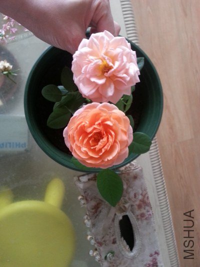 20130515_071243_�༭.jpg
