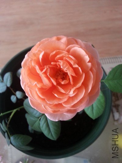 20130515_071259_�༭.jpg