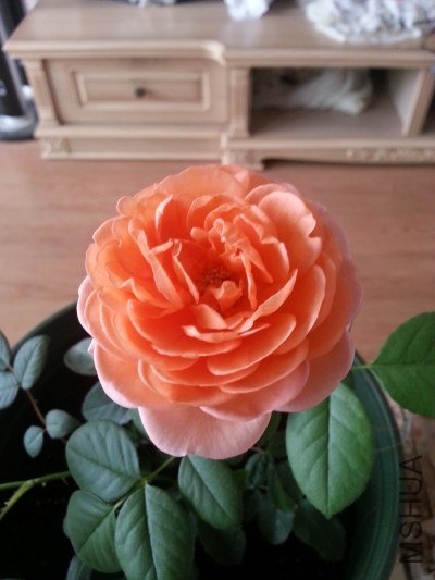 20130515_071347_�༭.jpg