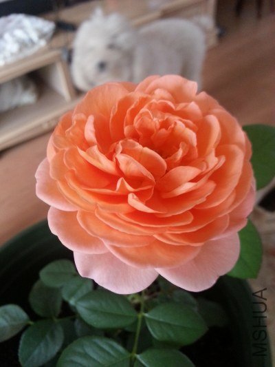 20130515_071444_�༭.jpg