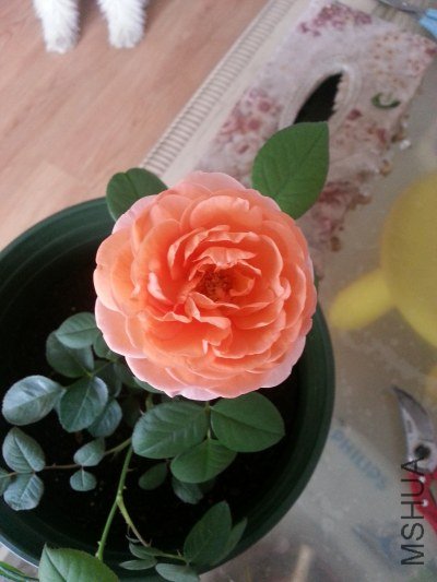 20130515_071541_�༭.jpg