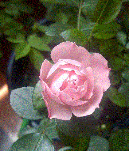 IMG-20130512-00278 (480x640).gif