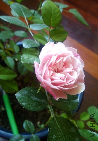 IMG-20130514-00281 (480x640).jpg