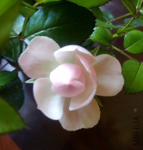 IMG-20130514-00280 (480x640).jpg