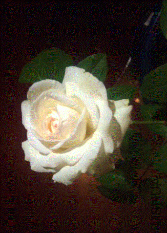 IMG-20130515-00296 (480x640).gif