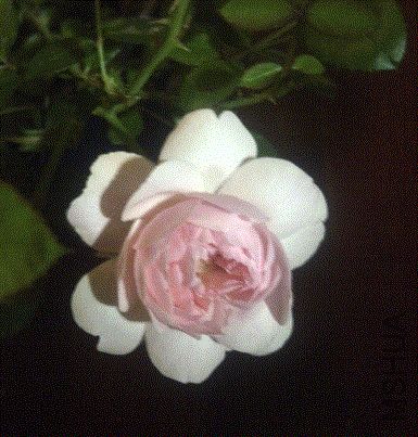 IMG-20130515-00294 (480x640).gif