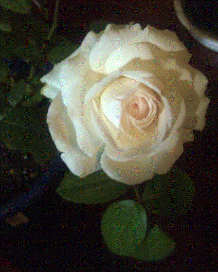 IMG-20130515-00291 (480x640).gif