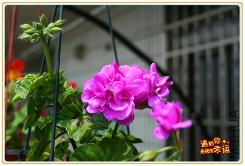 ��Ƭ 056_����.jpg