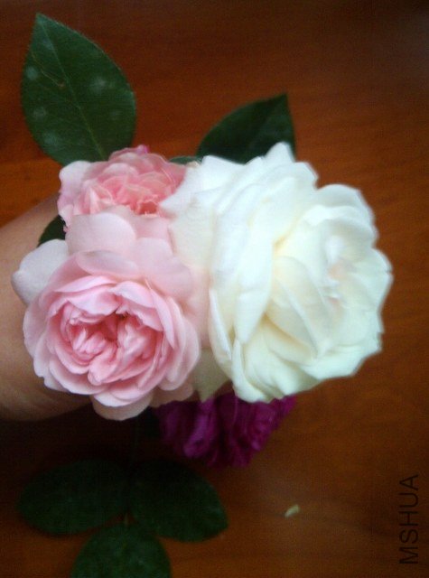 IMG-20130516-00301 (475x640).jpg