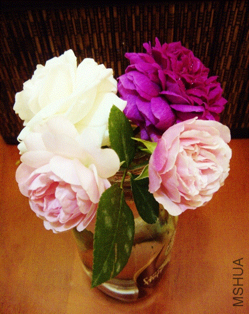 IMG-20130516-00314 (509x640).gif