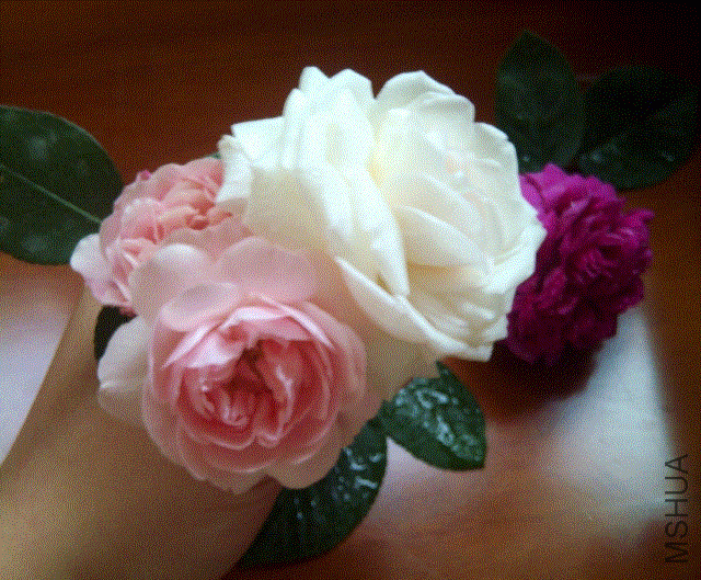 IMG-20130516-00299 (640x529).gif