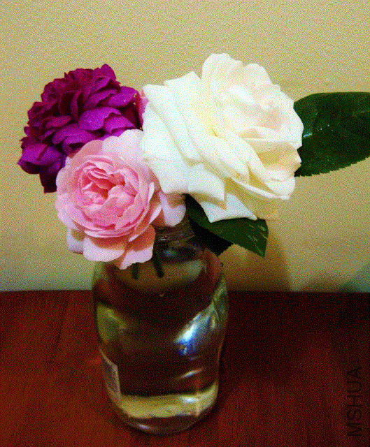 IMG-20130516-00308 (529x640).gif