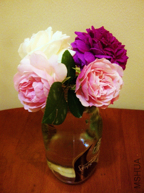 IMG-20130516-00311 (476x640).gif