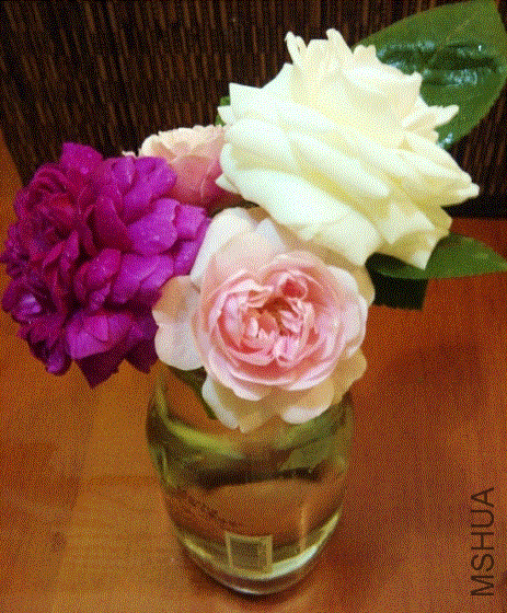 IMG-20130516-00305 (480x640).gif