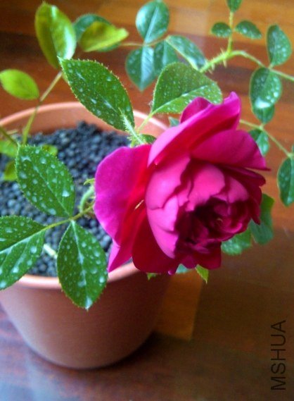 IMG-20130525-00337 (480x640).jpg