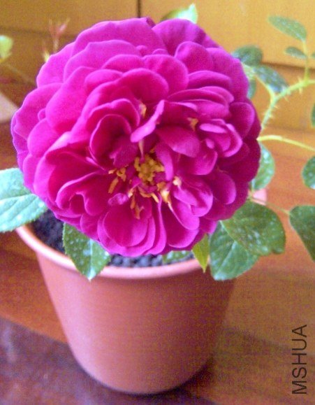 IMG-20130526-00342 (480x640).jpg