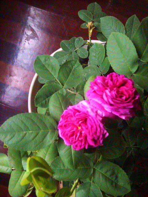 IMG-20130518-00317 (480x640).gif