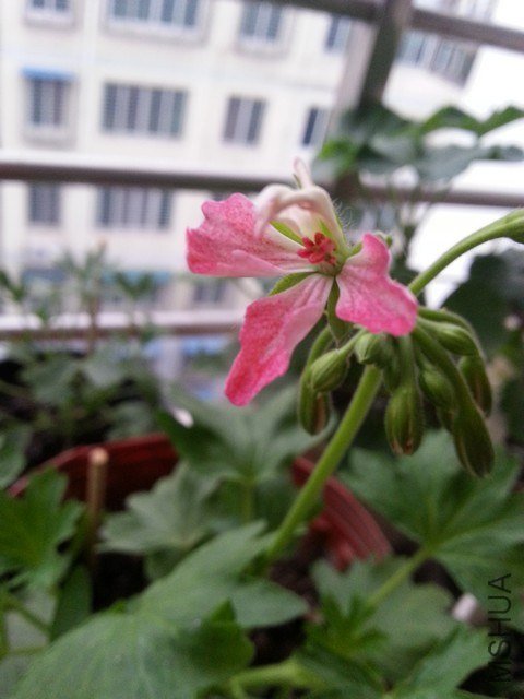 20130520_055526.jpg