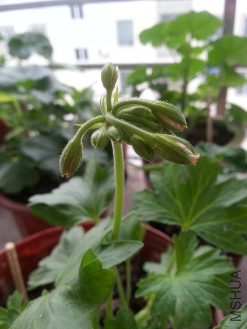 20130517_153832.jpg