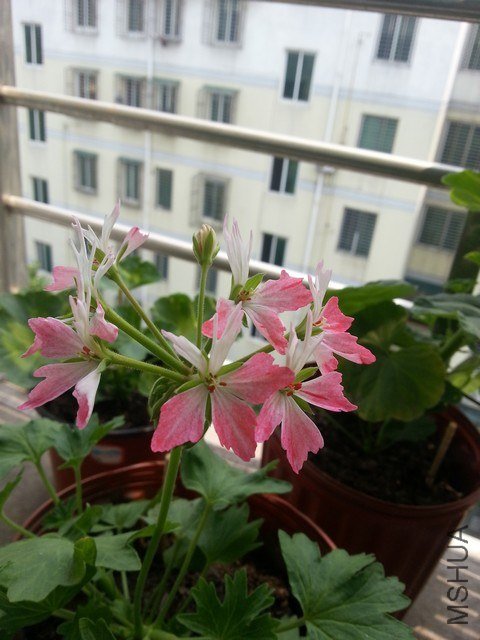 20130523_133650.jpg