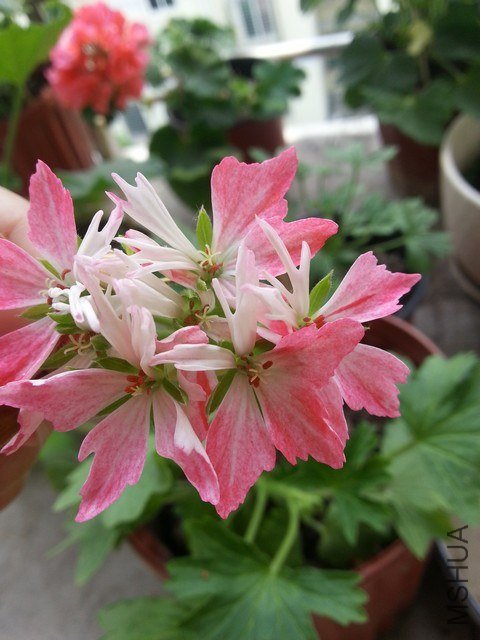 20130523_133756.jpg