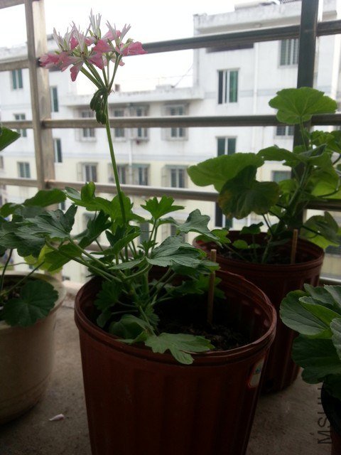 20130523_143126.jpg