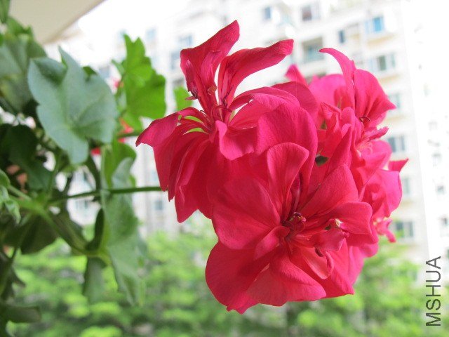 ���� 012.JPG