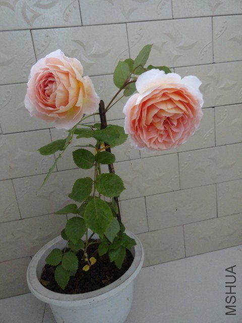 DSC02340.JPG