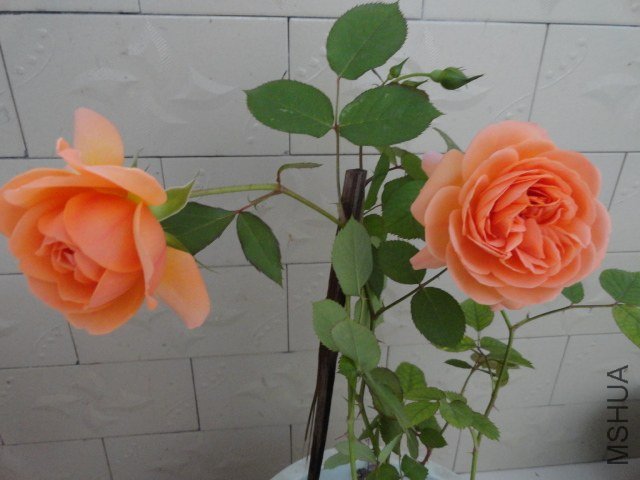 DSC02373.JPG