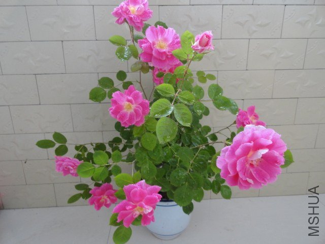 DSC02235.JPG