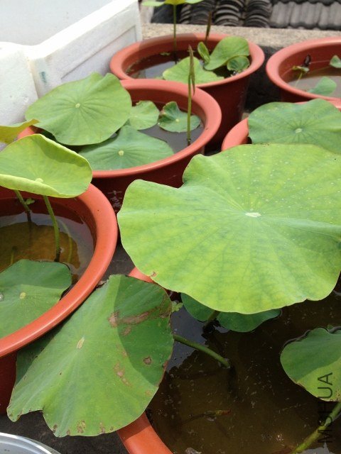 IMG_0836 (480x640).jpg