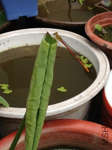 IMG_0811 (360x480).jpg