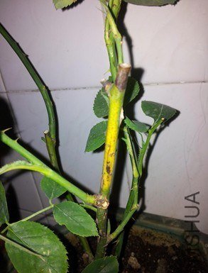 QQͼƬ20130526203527.jpg