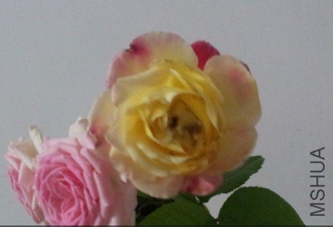 QQͼƬ20130526204011.jpg