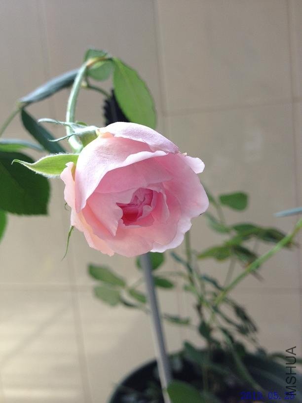 δ֪ 2013.05.25��1��.JPG