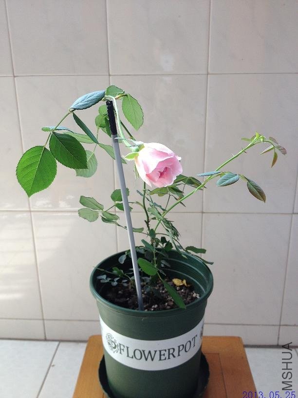 δ֪ 2013.05.25��2��.JPG