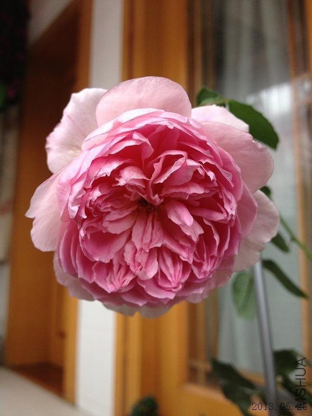 δ֪ 2013.05.26��1��.JPG